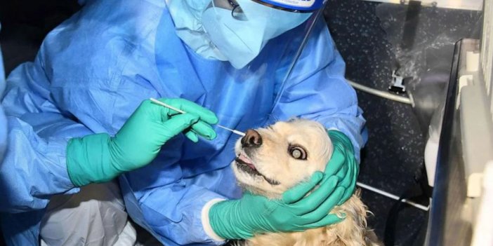 Evcil hayvanlara korona virüs testi uygulaması başladı