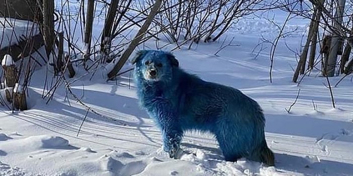 Rusya'da sokak köpeklerin rengi mavi mavi masmavi oldu. Nedeni hayrete düşürdü