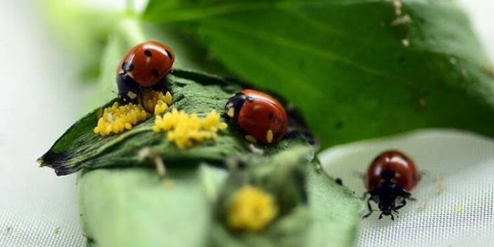 Almanya ekolojik denge için böcekleri koruma yasası çıkarıyor