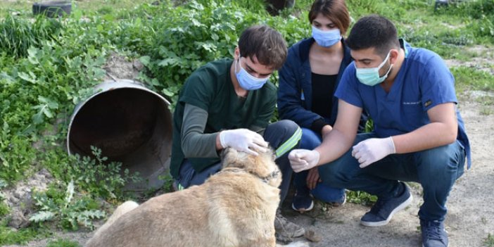 Mersin'de vurulmuş halde bulunan köpek tedavi altına alındı