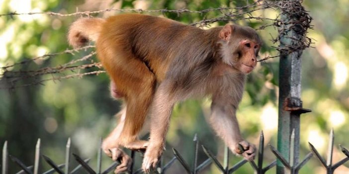 Akıllara durgunluk veren olay! Maymunlar ev basıp 8 günlük bebeği kaçırdı