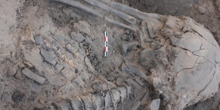 Ürdün'de arkeologlar kazma omuriliğe saplanınca çalışmayı durdurdu. Cenin pozisyonunda bulundu