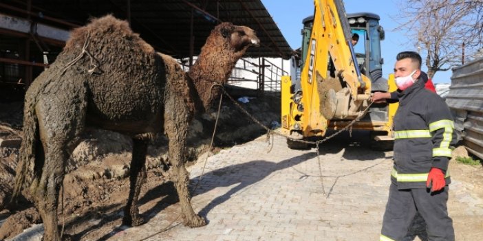 Su kanalına düşen deveyi itfaiye kurtardı