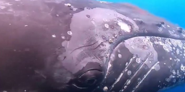 Katil balina orka dev balinaya saldırıp yüzgecini yedi. Kameraman dalgıç dondu kaldı