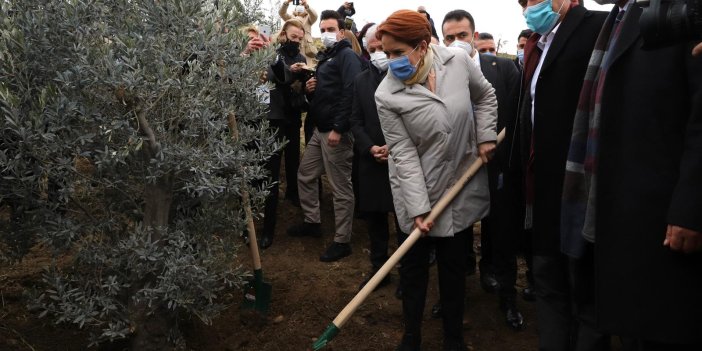 Meral Akşener korona şehidi sağlık çalışanları için fidan dikti