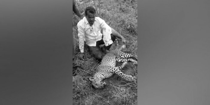 Üzerine atlayan leopar ile ölüm kalım savaşı. Daha önce 3 insanı parçalamıştı