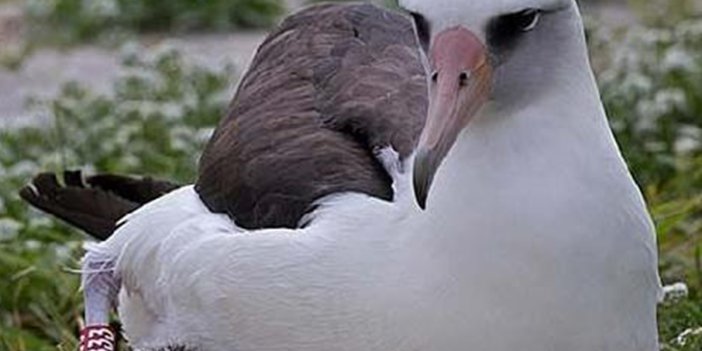 Dünyanın en yaşlı albatrosu anne oldu
