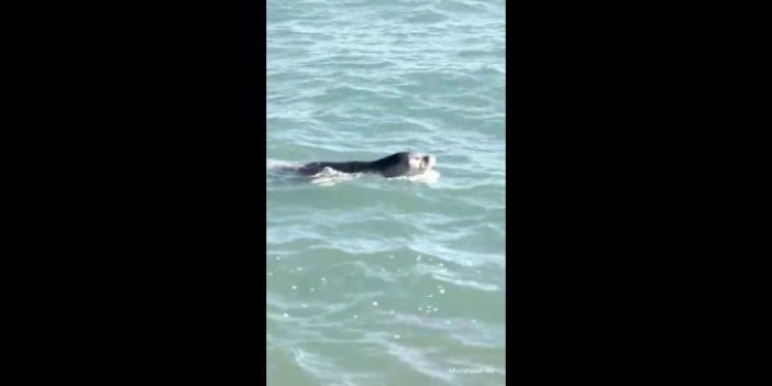 Mersin'de fok balığı şaşkınlığı