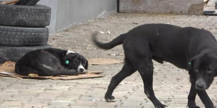 Sokak köpekleri genç kadına dehşeti yaşattı