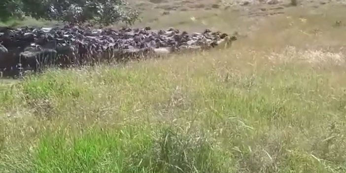 Türkiye'de bir ilk: Komut dinleyen keçiler. İleri marş geriye dön