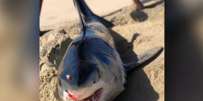 İnanılmaz olay köpek balığını sokarak öldürdü