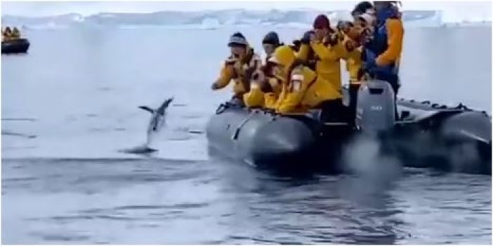 Şanslı penguen katil balinalara yem olmaktan son nefeste kurtuldu. Etrafa zafer bakışı attı