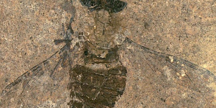 Midesinin dolup taştığı ortaya çıktı. 47 milyon yıldır aynı yerde
