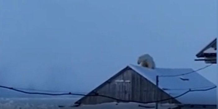 Kutup ayısını görünce neye uğradığını şaşırdı. Çatıdaki sesleri duyup dışarı çıktı