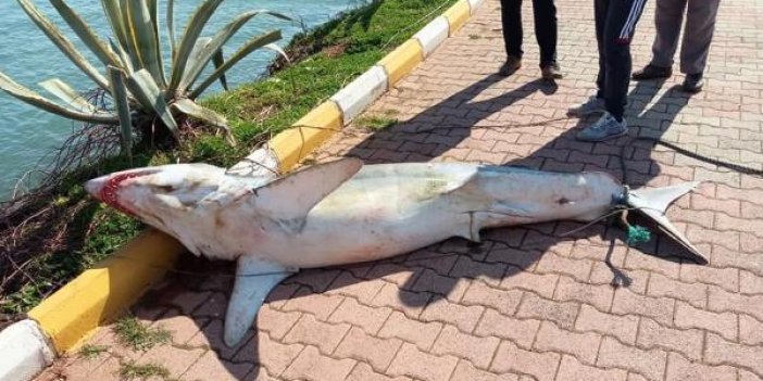 Antalya'da köpek balığı kıyıya vurdu