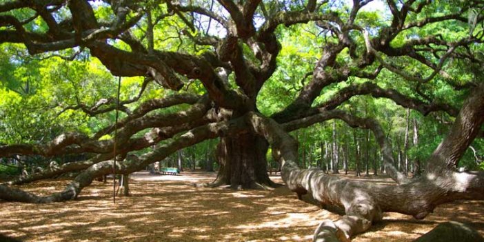 Bilim insanları meşe ağaçları üzerinde çalıştı. Son iki bin yılın en kurak dönemi
