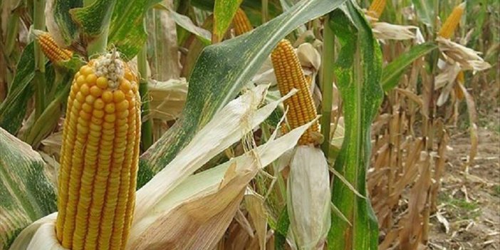 Türkiye tonlarca mısır ithal edecek. Tarih ve fiyatı belli oldu