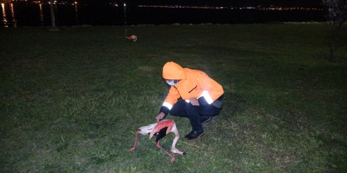 İzmir'de flamingolar patır patır öldü. Duruma şaşıran veterinerin açıklaması da şaşırttı