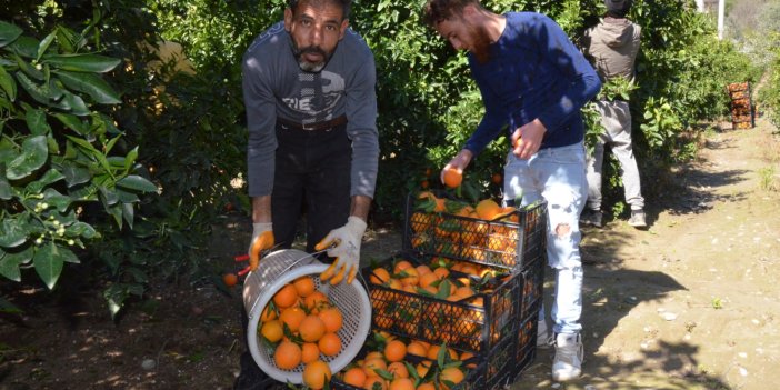 Yaz portakalı hasadı Antalya'da başladı