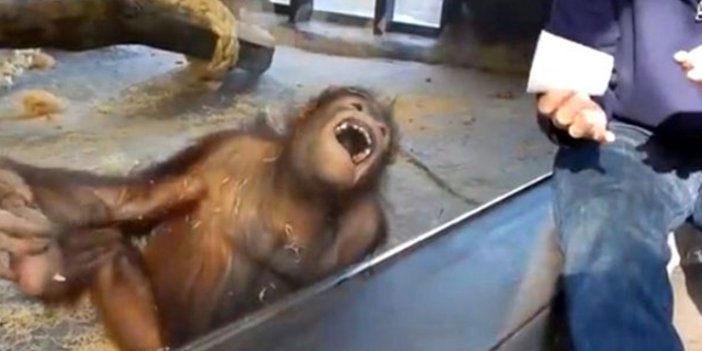 Orangutan bardağı boş görünce kahkahayı bastı. Gülme krizine girdi fenomen oldu