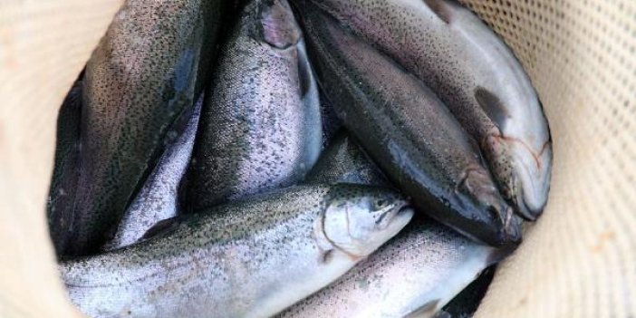 Fırat Nehri'nin somon balıkları 54 ülkeye ihraç ediliyor