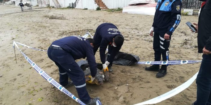 Silivri'de deniz kenarında üzen manzara. 90 kiloluk caretta caretta ölü bulundu