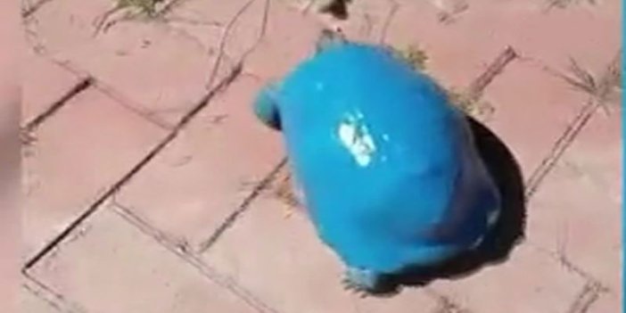 Kaplumbağayı maviye boyadılar. Bunu yapan insan nasıl bir ruh halindedir