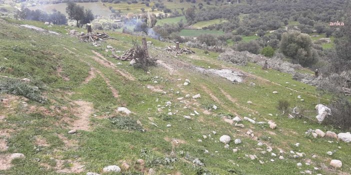 AKP'li Bozdoğan Belediyesi TOKİ için 200 zeytin ağacını kesti. Hiç mi vicdanınız sızlamadı
