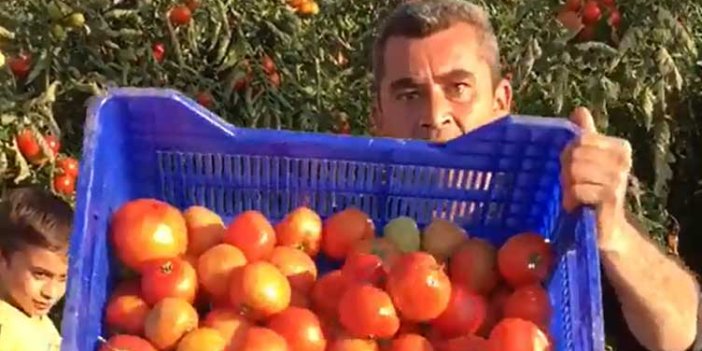 Antalya'da domateslerin sonu. Görmek istemiyorlar, duymak istemiyorlar ama durum bu