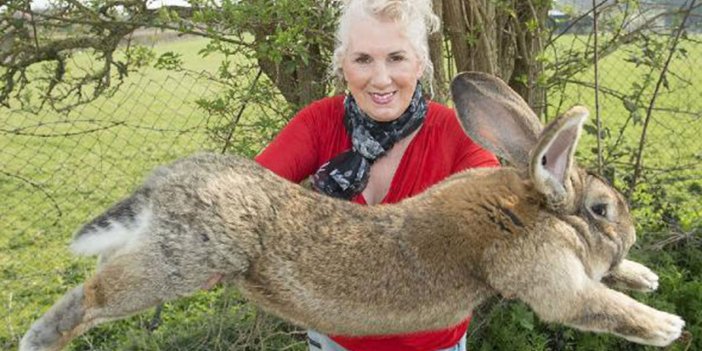Dünyanın en büyük tavşanı çalındı. Bulana para ödülü verecek