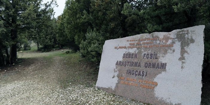 Türkiye’nin ilk fosil ormanı UNESCO yolunda