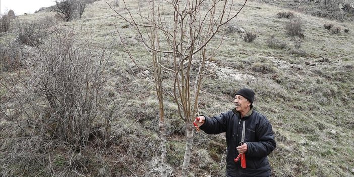 Emekli öğretmen Mustafa Orhan yabani ağaçlara can veriyor
