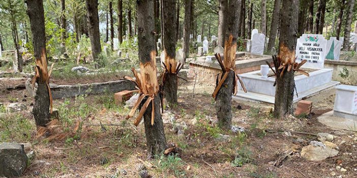 Antalya'da mezarlıktaki ağaçlara zarar verildi