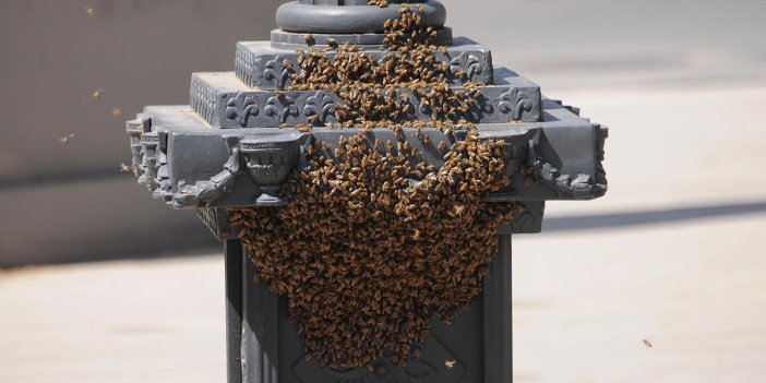 Saat kulesini istila eden arılar görenleri tedirgin etti