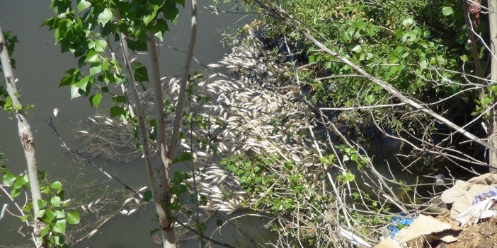 Dicle Nehri’nde toplu balık ölümleri