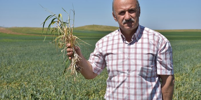 Çiftçi kuruyan tarlası için çareyi böyle buldu. Son 20 yılın en kurak mevsimi