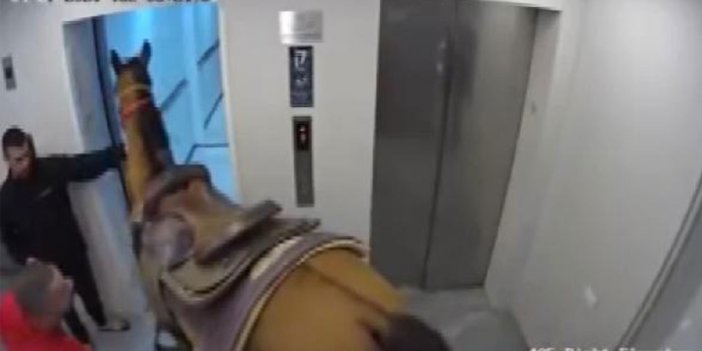 Yuh artık. Atı asansöre bindirmek istediler. Gerekçesi şaşırttı