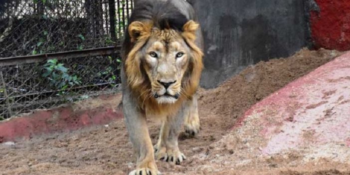 Hindistan'da korona aslanlara da sıçradı: 8 aslanın testi pozitif çıktı