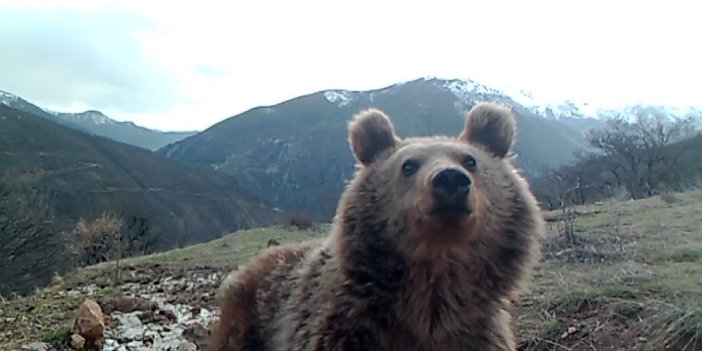 Fotokapana poz veren ayılar ilgi çekti
