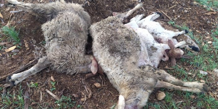Ağıla giren kurtlar 10 kuzu ve 4 koyunu öldürdü
