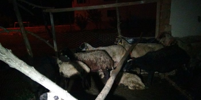 Malatya'da başıboş köpekler 12 koyunu öldürdü! Köpek dehşeti, ya karşılarına insan çıksaydı