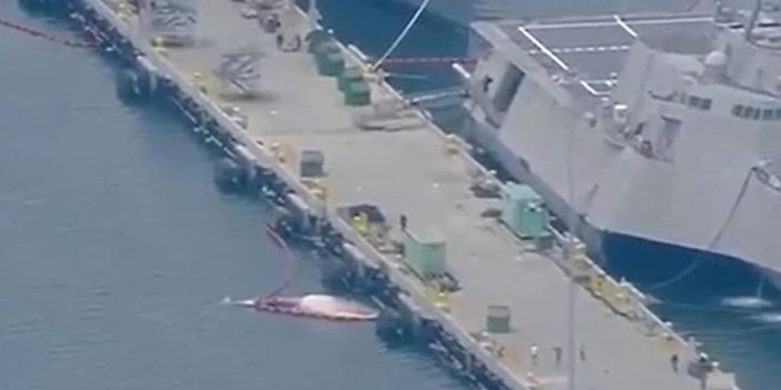 Savaş gemisinin gövdesinden 2 ölü balina çıkartıldı