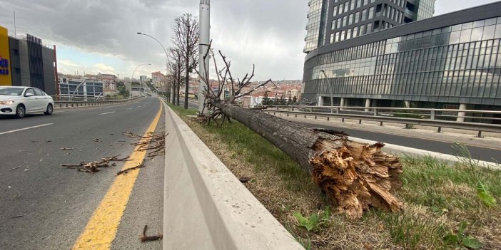 Ankara Valiliği uyarmıştı. Şiddetli rüzgar ağaçlar devrildi, elektrik telleri koptu 