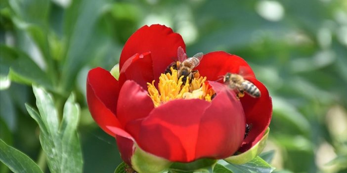 Arı popülasyonundaki azalma gıda güvenliği için tehlikeli