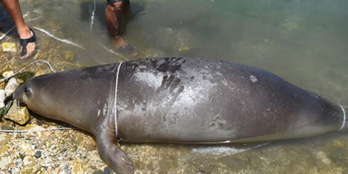 Antalya'da ölü Akdeniz foku kıyıya vurdu