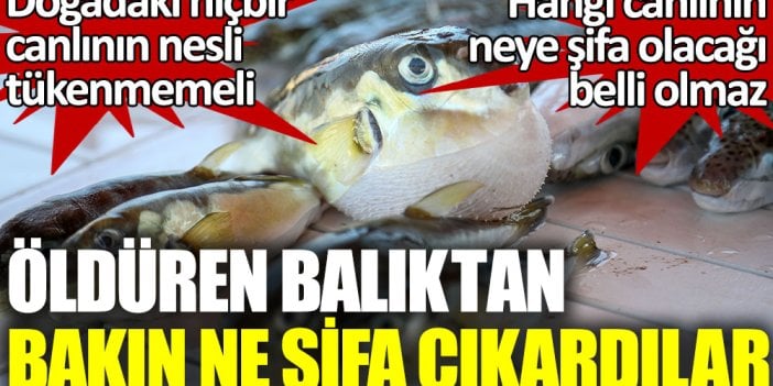 Öldüren balıktan bakın ne şifa çıkardılar. Hangi canlının neye şifa olacağı belli olmaz. Doğadaki hiçbir canlının nesli tükenmemeli