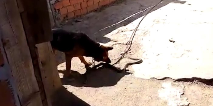 Eve girmek isteyen 2 metrelik yılanı Kurt köpeği parçaladı