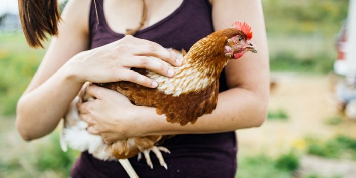 ABD'de yüzlerce kişi hastalandı tavuklarla ilgili kritik uyarı geldi