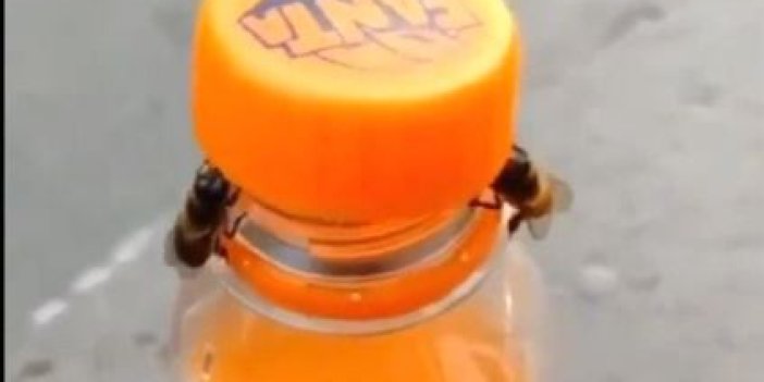 Arılar gazoz çalmak için iş birliği yaptı. Döndüre döndüre kapağı açtılar