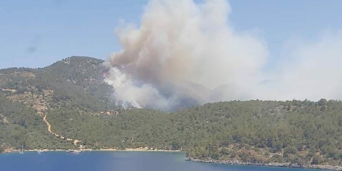 Milas Ormanları yanıyor
